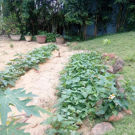 The Field Homestay Hội An Kültér fotó